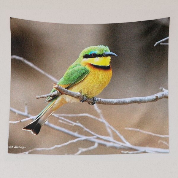 Item preview, LITTLE  BEE-EATER -  Merops pusillus designed and sold by Magriet Meintjes.