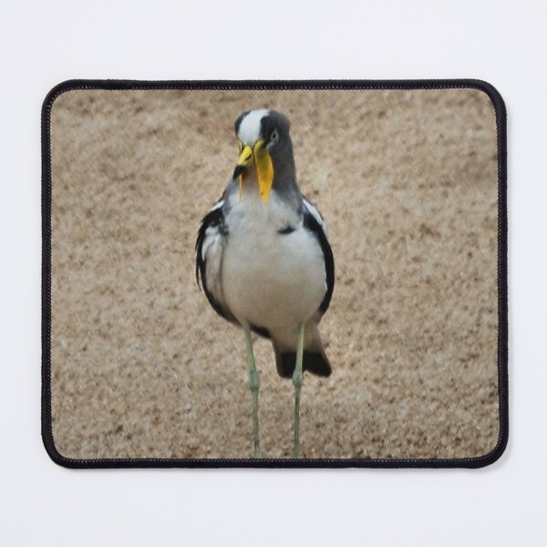 Item preview, WHITE-CROWNED PLOVER OR LAPWING - Vanellus albicep WITKOP KIEWIET designed and sold by Magriet Meintjes.