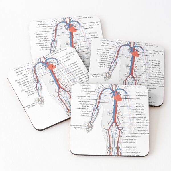 Item preview, The Circulatory System Knowledge designed and sold by Weird-arts.