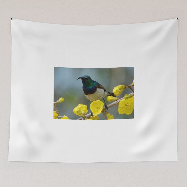 Item preview, WHITE –BELLIED- SUNBIRD – Cinnyris talatala - Witpenssuikerbekkie designed and sold by Magriet Meintjes.