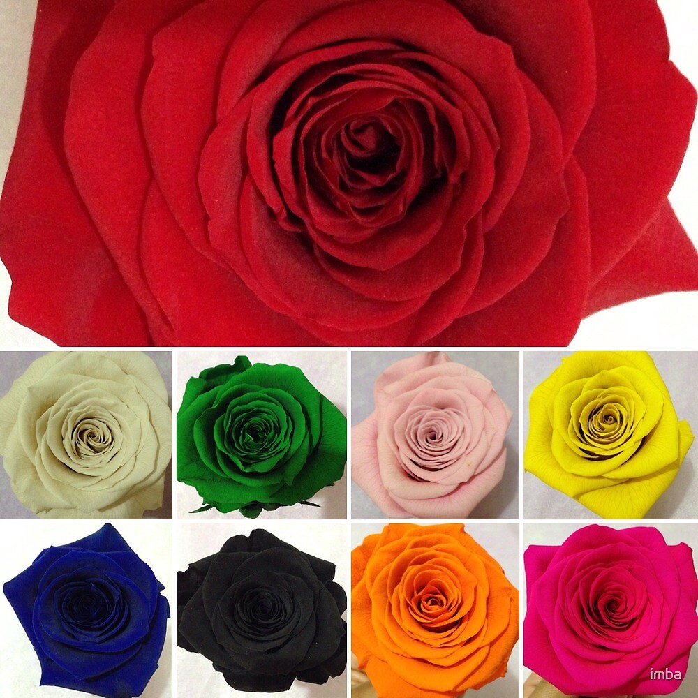 "ETERNAL ROSES" by imba Redbubble