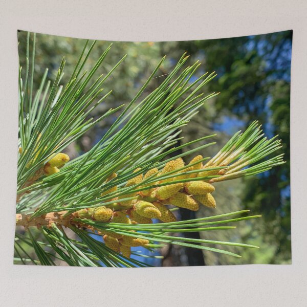 Item preview, Redwood Tree Pollen designed and sold by SafariByMarisa.