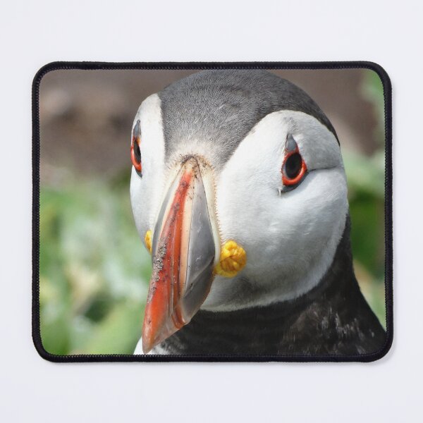 Item preview, Puffin face close-up designed and sold by TwistedClassics.