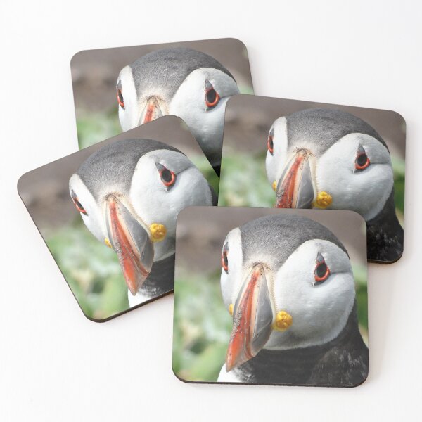 Item preview, Puffin face close-up designed and sold by TwistedClassics.
