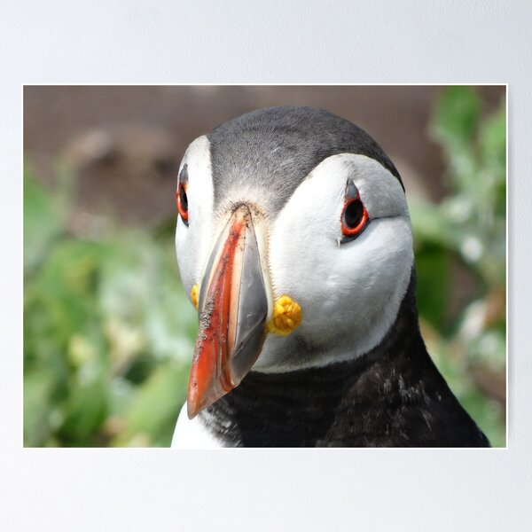 Item preview, Puffin face close-up designed and sold by TwistedClassics.