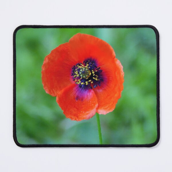 Item preview, The Solitary Poppy designed and sold by Tom McPherson Photography.