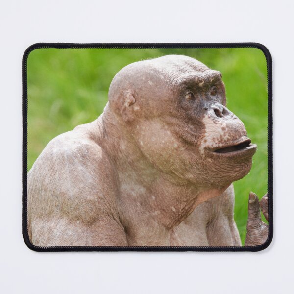 Item preview, Jambo the Hairless Chimp designed and sold by rawshutterbug.