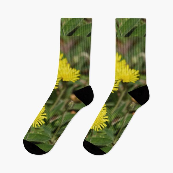 Item preview, Line up. Mouse-ear Hawkweeds designed and sold by Jouko Lehto Photography.