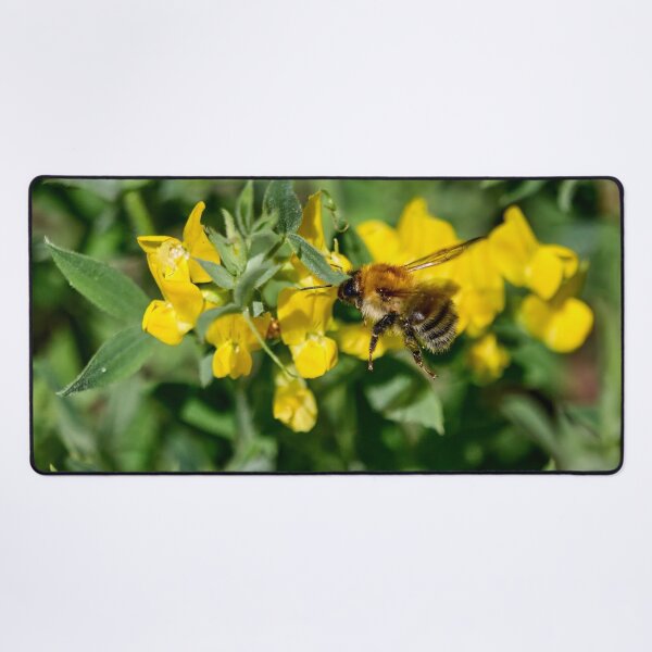 Item preview, Keeping busy. Brown-banded carder bee designed and sold by Jouko Lehto Photography.