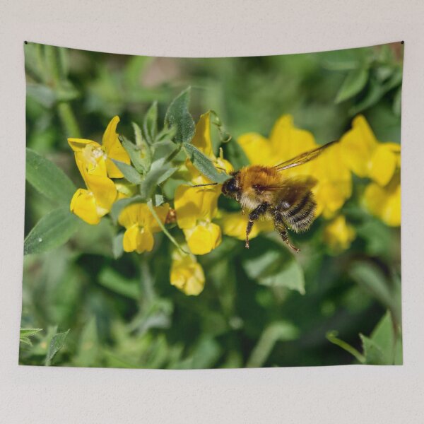 Item preview, Keeping busy. Brown-banded carder bee designed and sold by Jouko Lehto Photography.