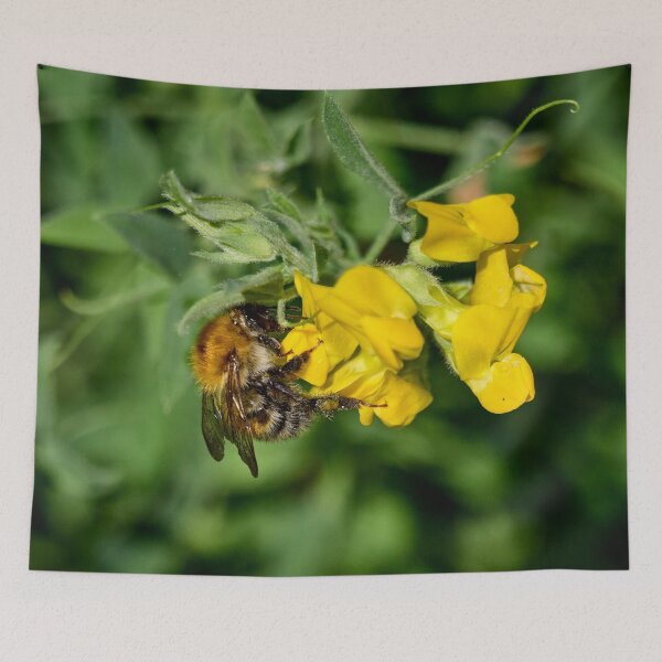 Item preview, Sweettooth. Brown-banded carder bee designed and sold by Jouko Lehto Photography.