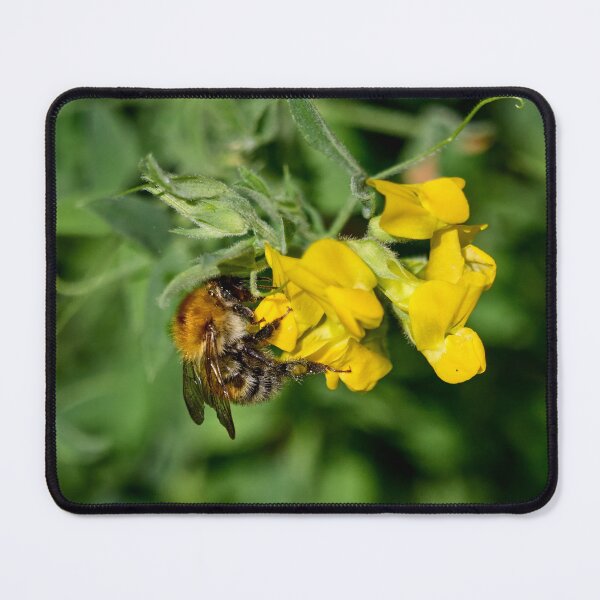Item preview, Sweettooth. Brown-banded carder bee designed and sold by Jouko Lehto Photography.