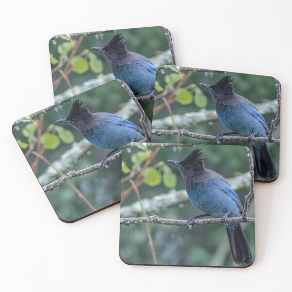 Item preview, Stellar's Jay Curiosity designed and sold by BydandBay.