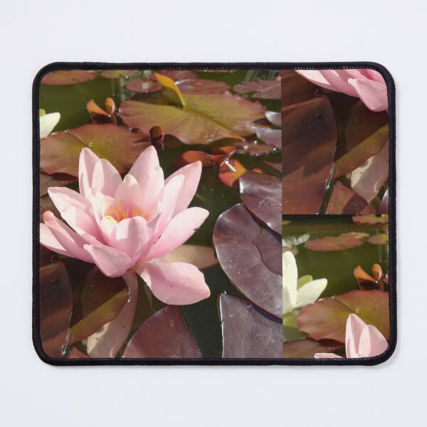 Item preview, Single pink waterlily photograph designed and sold by esvb.