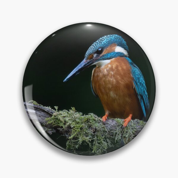 Item preview, A Kingfisher on a perch designed and sold by RedGrouse.
