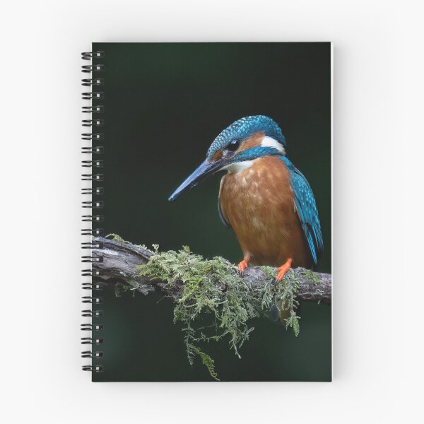 Item preview, A Kingfisher on a perch designed and sold by RedGrouse.