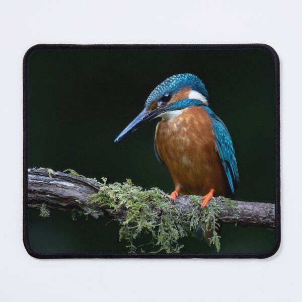 Item preview, A Kingfisher on a perch designed and sold by RedGrouse.