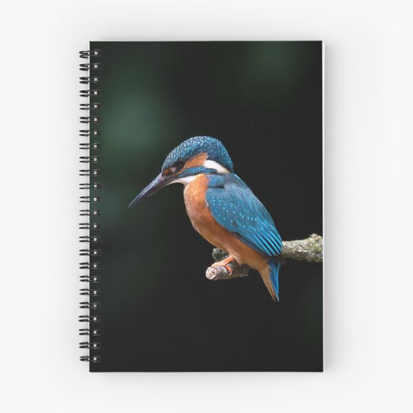 Item preview, Kingfisher perched on a branch designed and sold by RedGrouse.