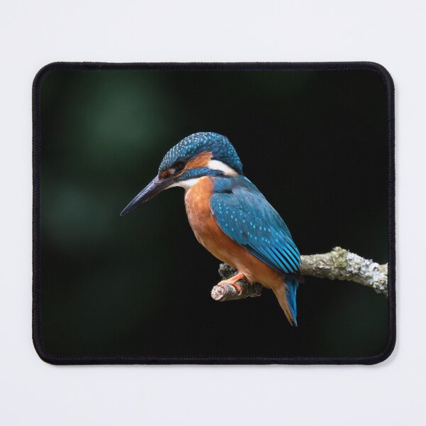 Item preview, Kingfisher perched on a branch designed and sold by RedGrouse.