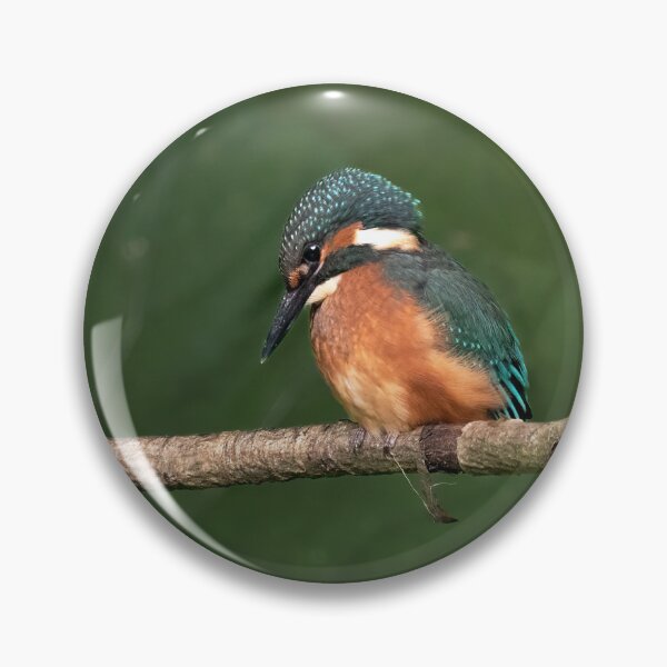 Item preview, Juvenile Kingfisher perched on a branch designed and sold by RedGrouse.