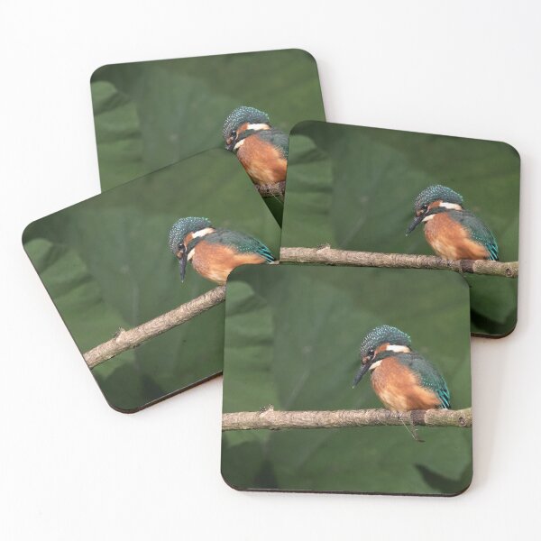 Item preview, Juvenile Kingfisher perched on a branch designed and sold by RedGrouse.