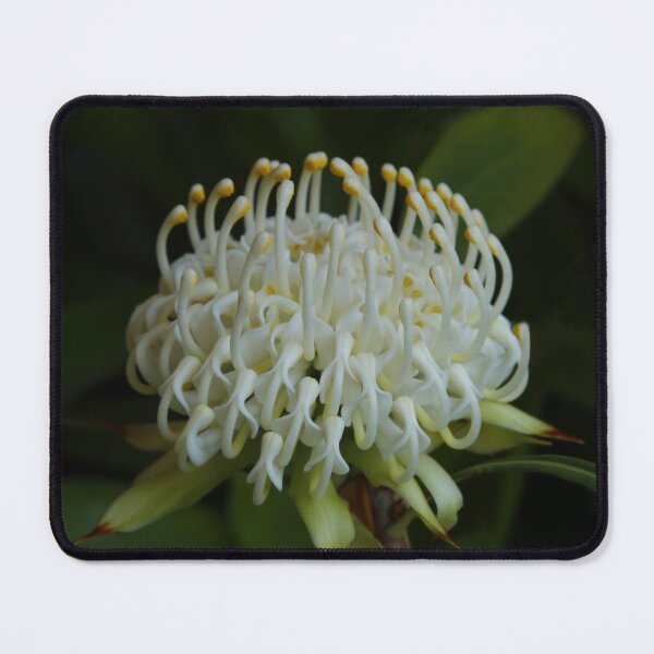 Item preview, White Waratah designed and sold by Michael Matthews.