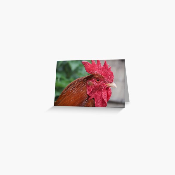 NDVH chicken Greeting Card
