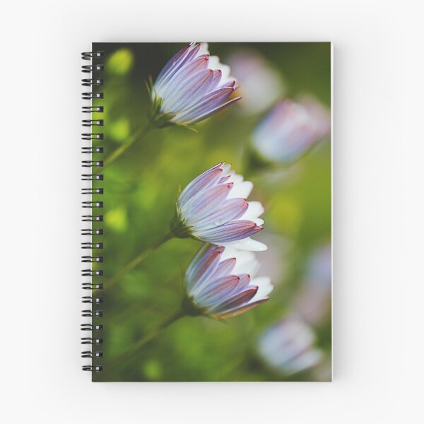 Item preview, Delicate As Cape Daisy Flowers designed and sold by Joy Watson - Natural Light Photography .