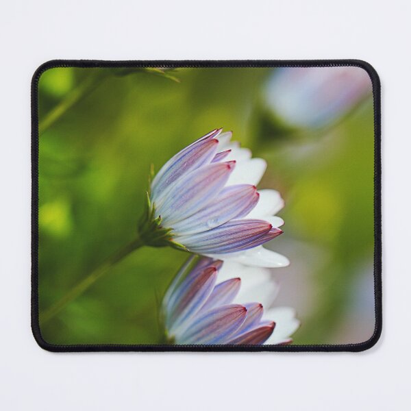 Item preview, Delicate As Cape Daisy Flowers designed and sold by Joy Watson - Natural Light Photography .