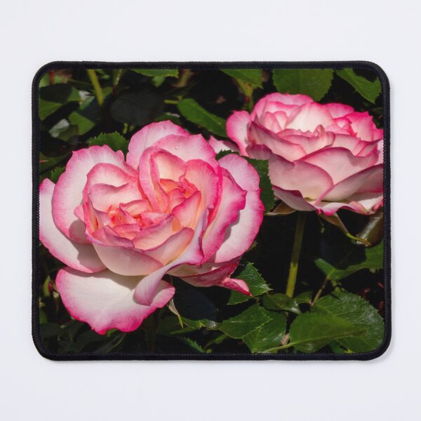 Item preview, two roses designed and sold by yunee.