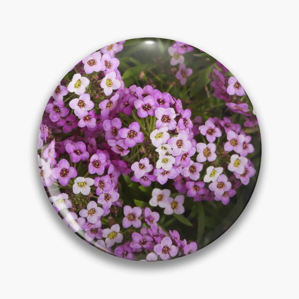 Artikelvorschau, Lila Blüten ... Steinkraut entworfen und verkauft von Jenny Dyer.
