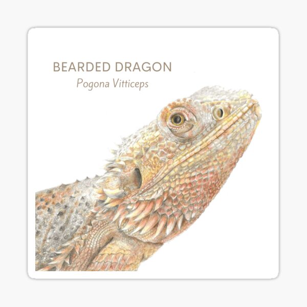 Item preview, Bearded Dragon - Pogona Vitticeps designed and sold by sideeyereptile.
