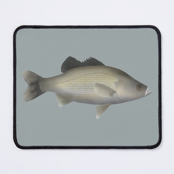 Item preview, Australian Bass designed and sold by fishfolkart.