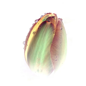 Artwork thumbnail, Dew Inversion by RichardSayer