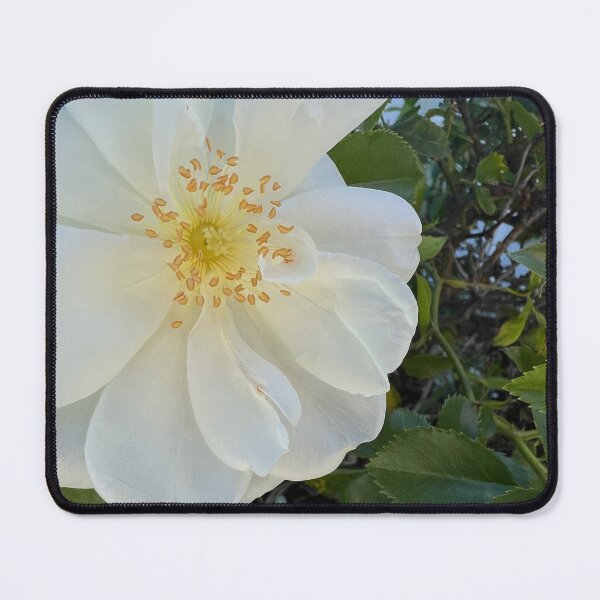 Item preview, White Rose designed and sold by Betsy Phillips.