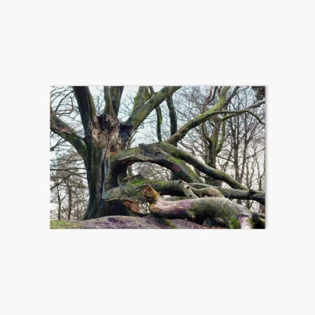Broken Beech Tree Art Board Print