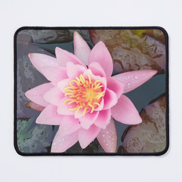 Item preview, Single pink waterlily photograph designed and sold by esvb.