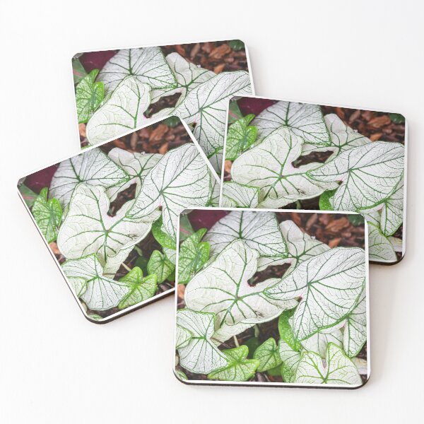 Item preview, White Caladium Plants Araceae designed and sold by RichFrancoCars.