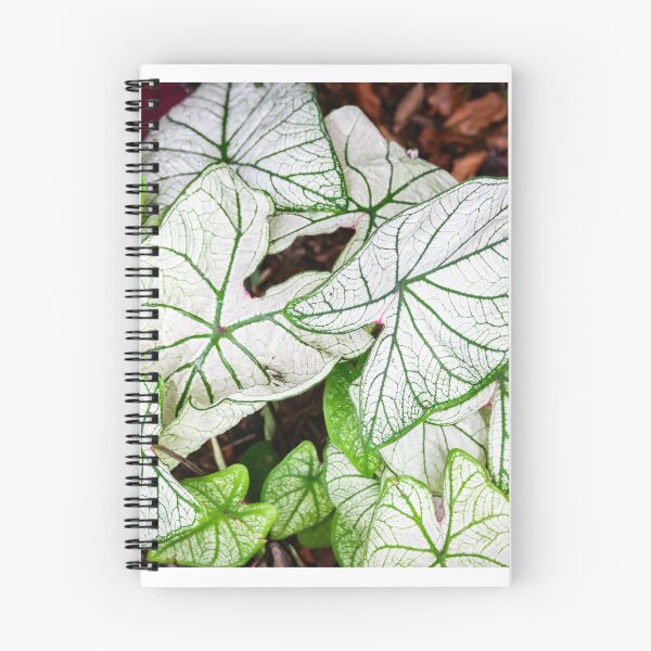 Item preview, White Caladium Plants Araceae designed and sold by RichFrancoCars.