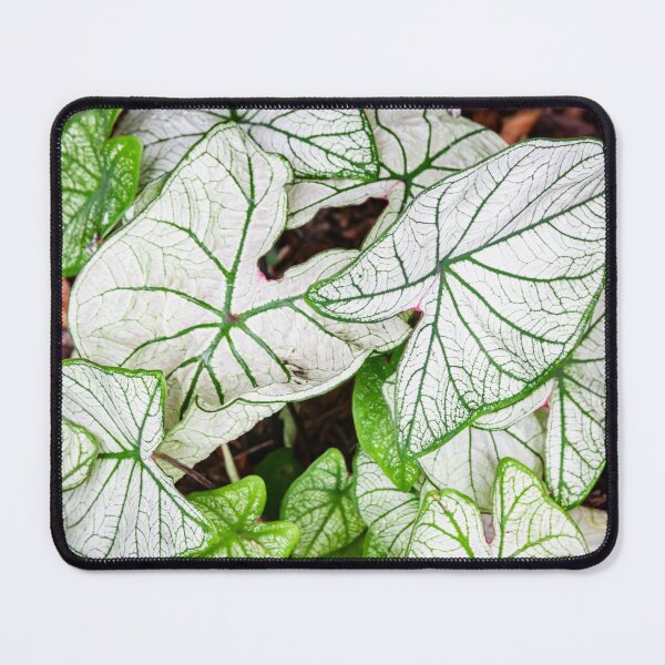 Item preview, White Caladium Plants Araceae designed and sold by RichFrancoCars.