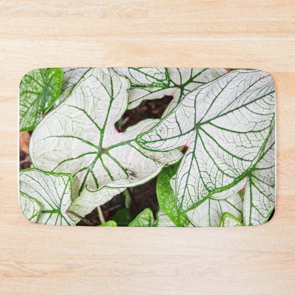 Item preview, White Caladium Plants Araceae designed and sold by RichFrancoCars.