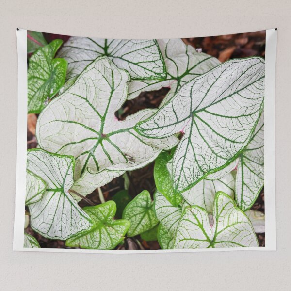 Item preview, White Caladium Plants Araceae designed and sold by RichFrancoCars.