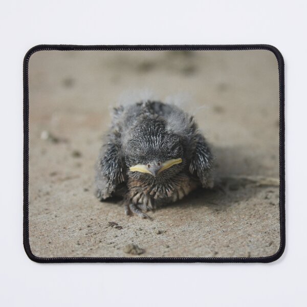 Item preview, A baby Hirundo rustica. designed and sold by John Jacob Jingleheimer Schmidt.