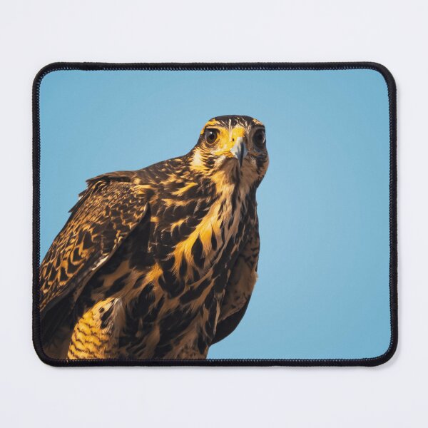 Item preview, Harris's Hawk designed and sold by Ariel-Wildlife.