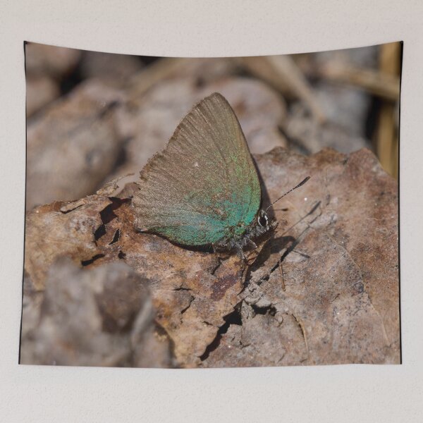 Item preview, Last years greetings. Green hairstreak designed and sold by Jouko Lehto Photography.