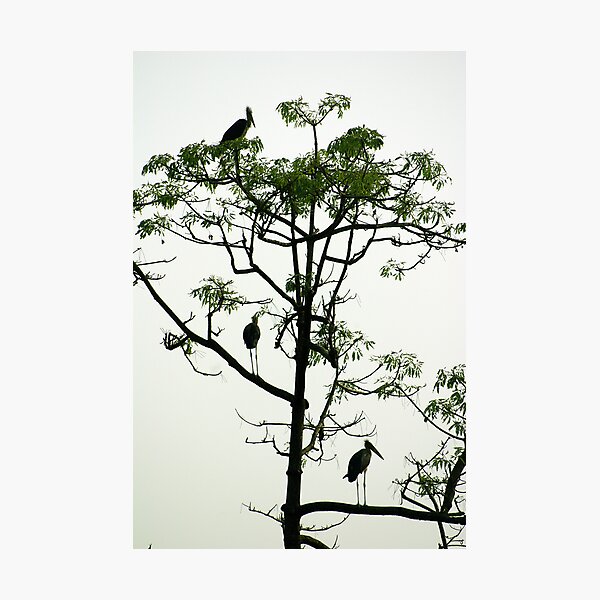 Item preview, Giant Indian storks designed and sold by Darius4522.