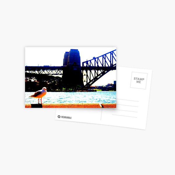 harbour gull sydney Postcard