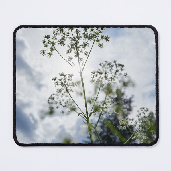 Item preview, Lace in the clouds. Queen Anne's lace designed and sold by Jouko Lehto Photography.