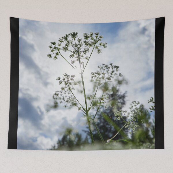 Item preview, Lace in the clouds. Queen Anne's lace designed and sold by Jouko Lehto Photography.
