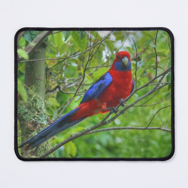 Item preview, Crimson Rosella at Lamington designed and sold by Michael Matthews.